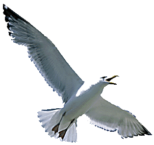 Jonathan Livingston seagull. The last living gull on Monomoy Island