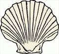 An ADULT SCALLOP shall be a bay scallop, Aequipecten irradians, with a well defined raised annual growth line.